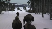 Pov Bison Herd Walks In Front Of Snow Coach
