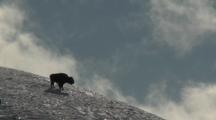 Bison (Bison Bison) Stands On Snowy Hill, Blue Sky