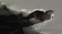 River Otter (Lutra Canadensis) Pops Up Onto Snow Bank, Shakes, Dives Into Water