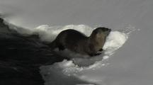 River Otter (Lutra Canadensis) Pops Up Onto Snow Bank, Rubs, And Shakes