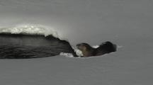 River Otter (Lutra Canadensis) Eats On Snow Bank Near Water