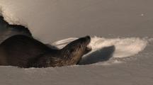 River Otter (Lutra Canadensis) Pops Up On Bank, Eats, And Dives In
