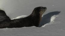 River Otter (Lutra Canadensis) On Edge Of Water, Shakes, Rolls, Dives In