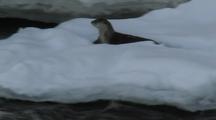 River Otter (Lutra Canadensis) Slides Down Chute, Rolls On Back, And Preens Near River