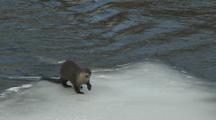 River Otter (Lutra Canadensis) Swims And Rests On Shore, Pull Out To Snowy River With Trees