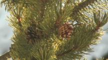 Pine Cones On Tree In Breeze