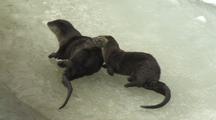 Two River Otters (Lutra Canadensis) Groom Each Other On Icy Bank