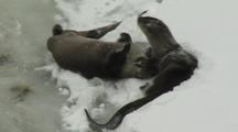Two River Otters (Lutra Canadensis) Groom Each Other Play Chase In Snow