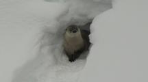 River Otter (Lutra Canadensis) Stands At Entrance To Den, And Slides Down Chute