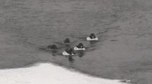 Common Goldeneyes (Bucephala Clangula) Float And Dive In River In Blowing Snow