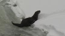 River Otter (Lutra Canadensis) Hops And Slides Along River's Edge Up Chute