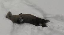 River Otter (Lutra Canadensis) Rolls In Chute And Slides Into The Water