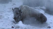 Bison (Bison Bison) Rests In Thermal In Steam And Snow