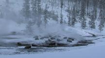 Bison (Bison Bison) Rest In Thermal In Steam And Snow