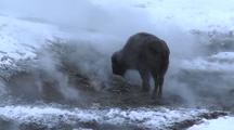 Bison (Bison Bison) Stands In Thermal In Steam And Snow