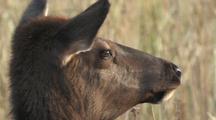 Elk Cow (Cervus Elaphus) In Tall Grass