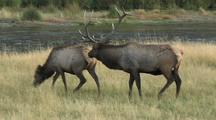 Bull Elk (Cervus Elaphus) Stands Over Cow, Licks Her, She Leaves, He Bugles