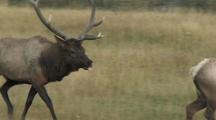 Bull Elk (Cervus Elaphus) Follows Female, Licks Her, Bugles