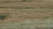 Elk Cows (Cervus Elaphus) Walk In Single File, Stop And Listen, Walk Off Camera
