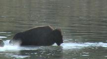 Small Bison Herd (Bison Bison) Swims In River