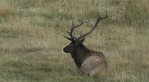 Bull Elk (Cervus Elaphus) Lays In Grass