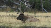 Bull Elk (Cervus Elaphus) Lays In Grass And Chews Cud