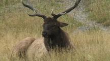 Bull Elk (Cervus Elaphus) Lays In Grass And Chews Cud