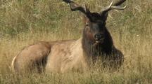 Bull Elk (Cervus Elaphus) Lays In Grass 