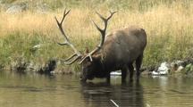 Bull Elk (Cervus Elaphus) Stands In Water And Drinks