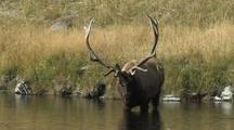Bull Elk (Cervus Elaphus) Stands In Water