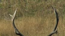 Bull Elk (Cervus Elaphus) Stands In Water, Tilt Down From Rack To Face