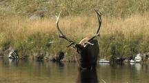 Bull Elk (Cervus Elaphus) Stands In Water And Looks Up