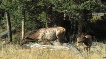 Elk (Cervus Elaphus) Cow And Calf Stand Near Pines, Guy Walks Behind Them