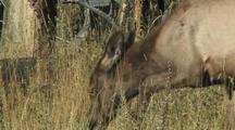 Elk (Cervus Elaphus) Calf Grazes