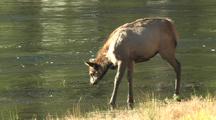 Elk (Cervus Elaphus) Calf Stands In Shallow Water And Scratches