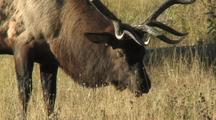 Bull Elk (Cervus Elaphus) Grazes