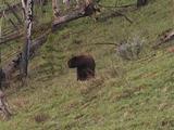 Black Bear (Ursus Americanus) Stands, Turns, And Walks Up Hillside