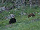 Two Black Bears (Ursus Americanus) Graze In Green Grass Under Trees
