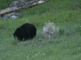Black Bear (Ursus Americanus) Grazes Through Green Grass