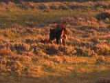 Moose (Alces Alces) And Calf In Field, Coyote Shadows