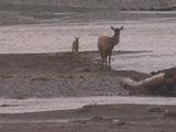 Elk (Cervus Canadensis) Cow Stands Near River, Calf Runs To Join Her
