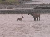Elk (Cervus Canadensis) Calf Swims To Cow In River, Nurses Midstream