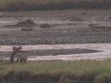 Elk (Cervus Canadensis) Calf Tries To Cross River And Is Carried Downstream, Cows Are Nervous