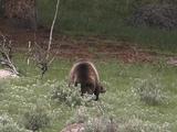 Grizzly Bear (Ursus Arctos) And Cub Graze In Sage, Cub Yawns