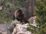 Grizzly Bear (Ursus Arctos) And Cub Eat Carcass On Rocks