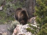 Grizzly Bear (Ursus Arctos) And Cub Eat Carcass On Rocks