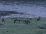 Elk (Cervus Canadensis) Cows And Calves Graze Near River's Edge