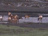 Elk (Cervus Canadensis) Herd With Calves Walk Through River