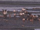 Elk (Cervus Canadensis) Herd With Calves Walk Through River