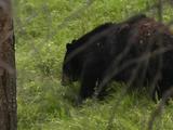 Black Bear (Ursus Americanus) Grazes In Green Grass Behind Tree